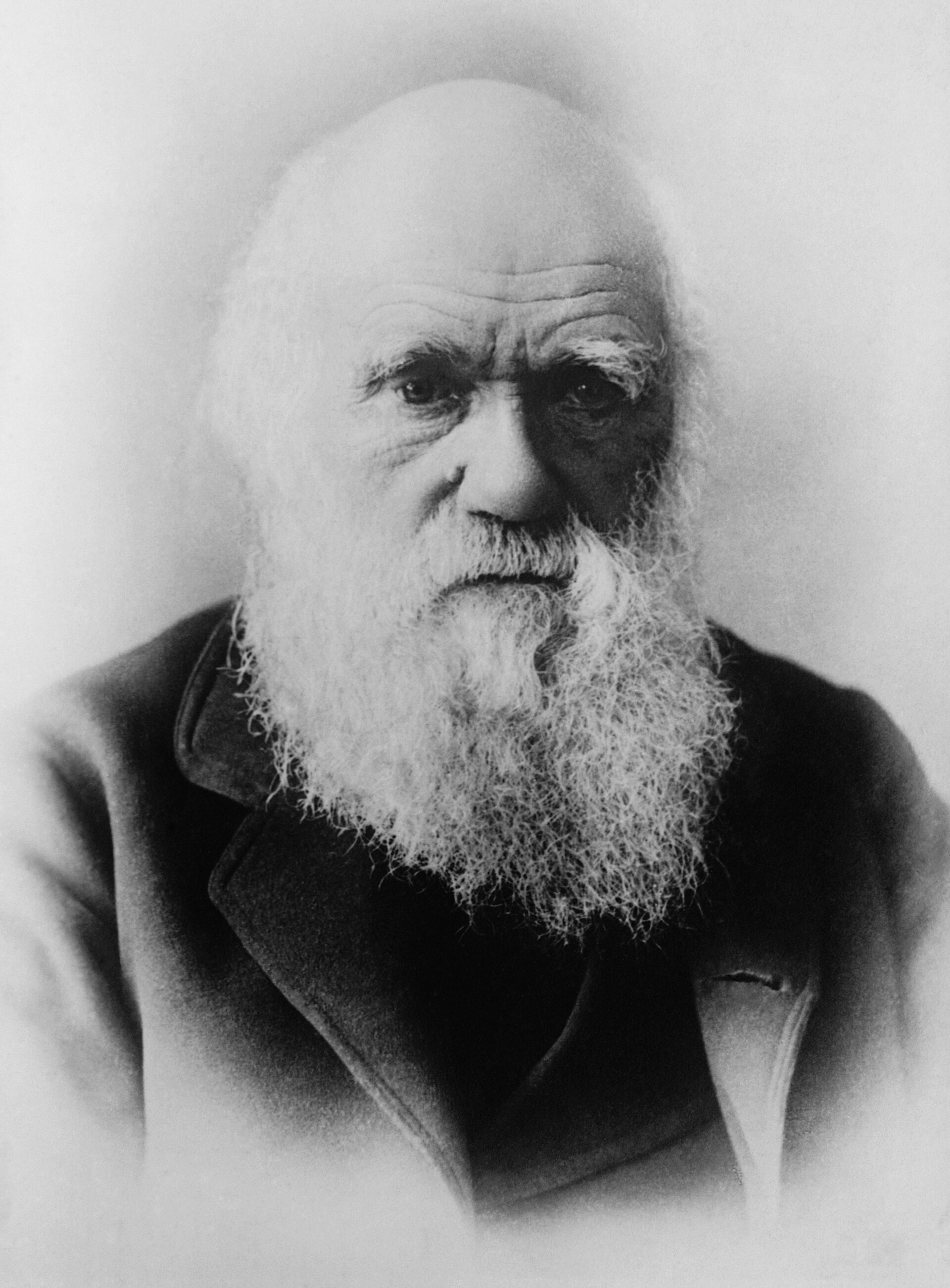 Portrait of Charles Darwin with a long white beard